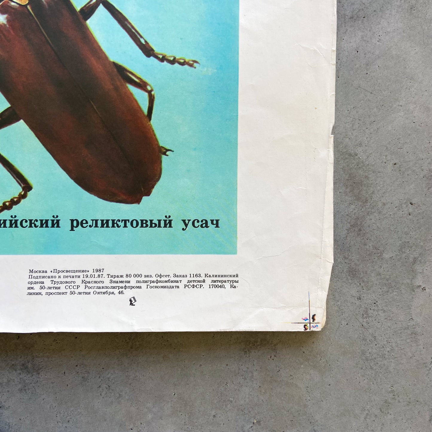 1987 Soviet Insect Education Poster #P1665 - 24" x 35"