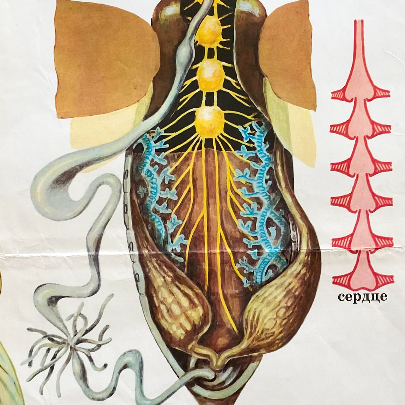 1987 Soviet Insect Education Poster #P1665 - 24" x 35"