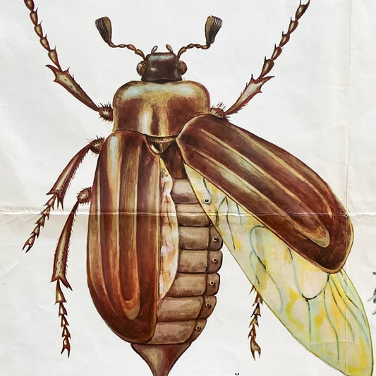 1987 Soviet Insect Education Poster #P1665 - 24" x 35"