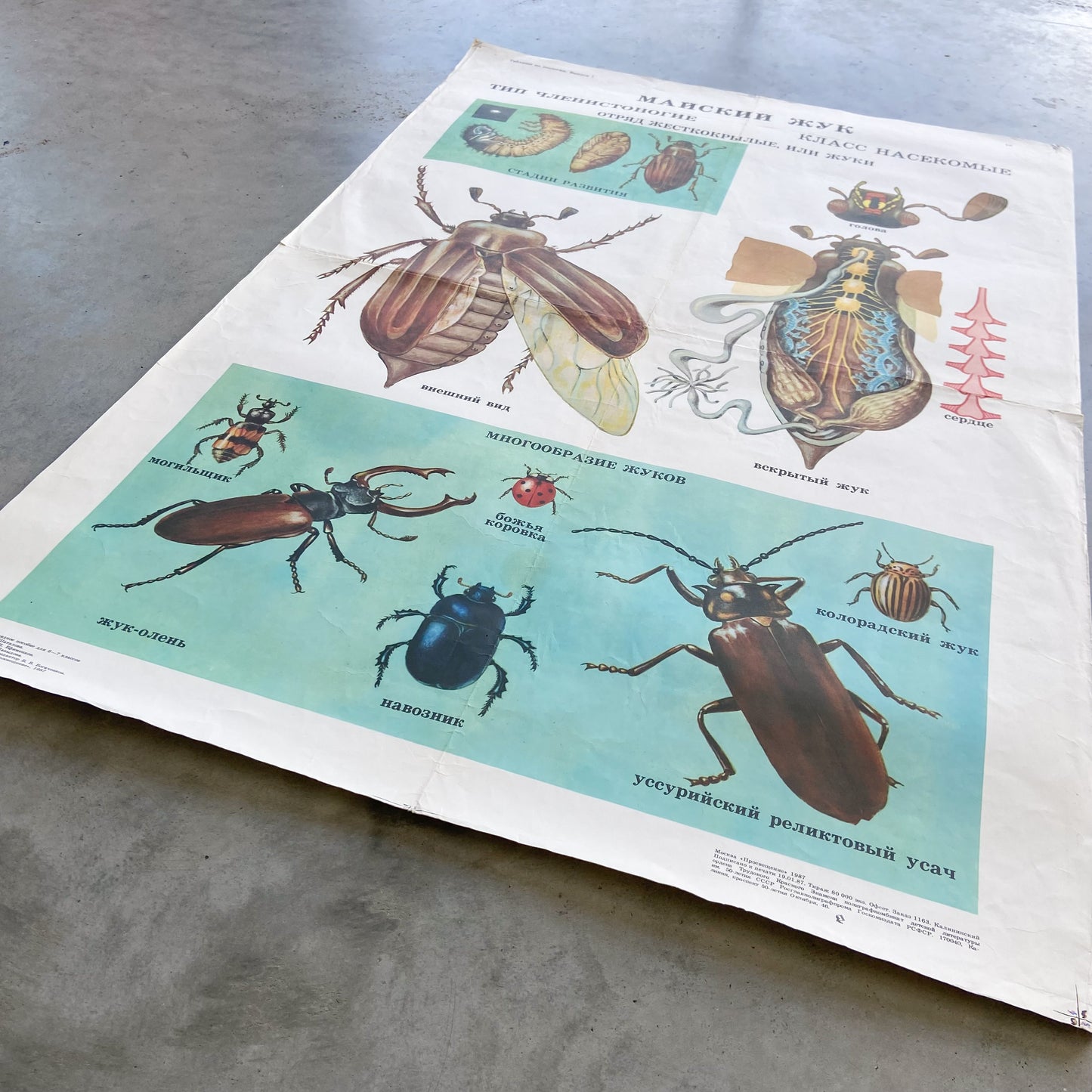 1987 Soviet Insect Education Poster #P1665 - 24" x 35"