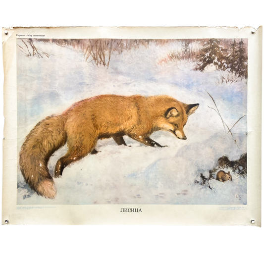 1964 Soviet Wildlife Education Poster #P1634 - 21" x 27"