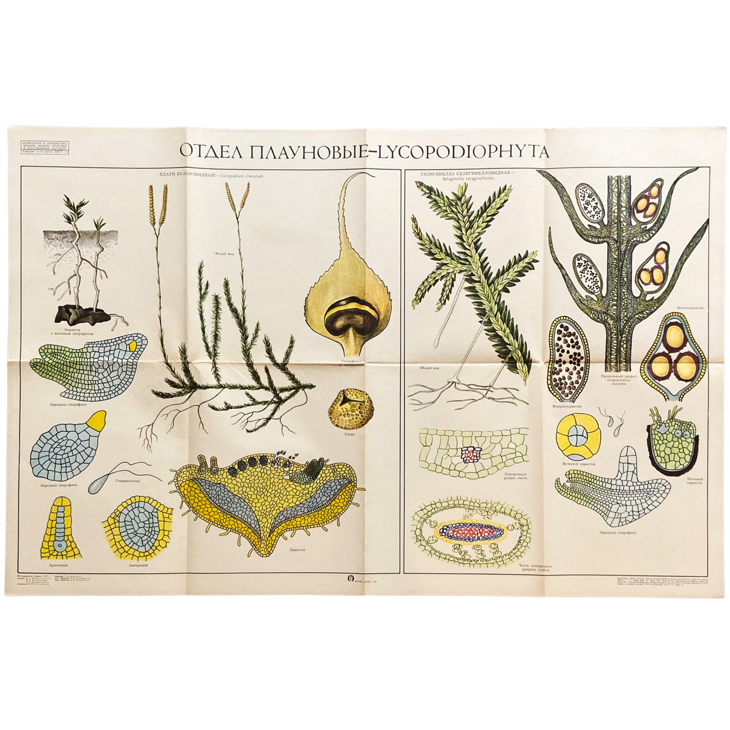 1979 Soviet Lycophyte Educational Poster #P1241 - 22" x 34