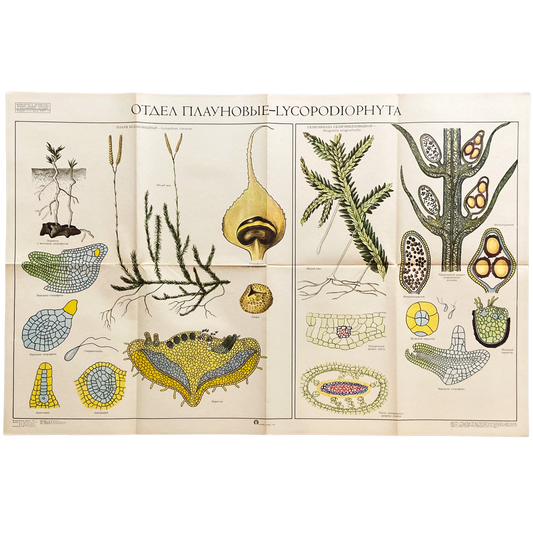 1979 Soviet Lycophyte Educational Poster #P1241 - 22" x 34