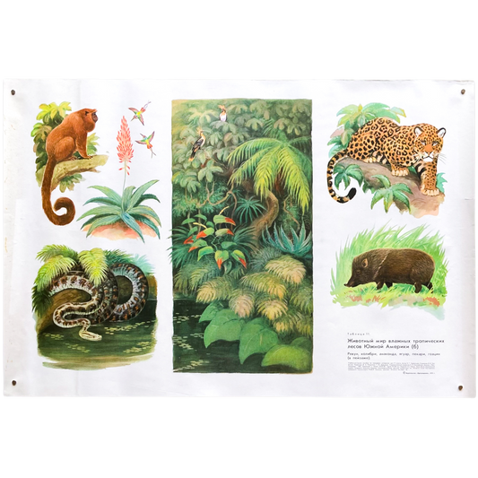 1973 Soviet Wildlife Education Poster #P1284 - 23" x 34"