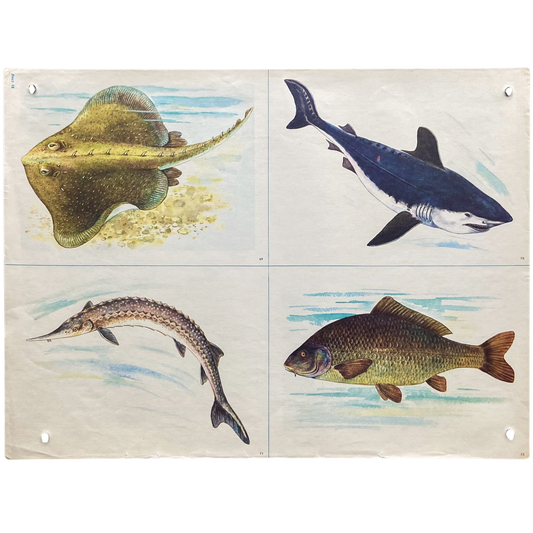 Vintage Soviet Marine Life Poster #P1373 - 17" x 22"