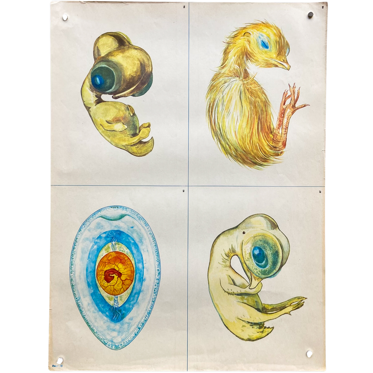 Vintage Soviet Chicken Embryo Development Poster #P1367 - 17" x 22"