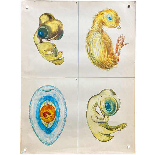 Vintage Soviet Chicken Embryo Development Poster #P1367 - 17" x 22"