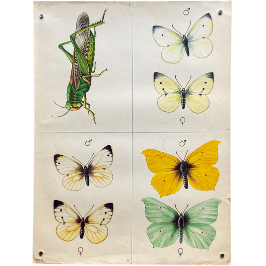 Vintage Soviet Butterfly Dimorphism Poster #P1370 - 17" x 22"