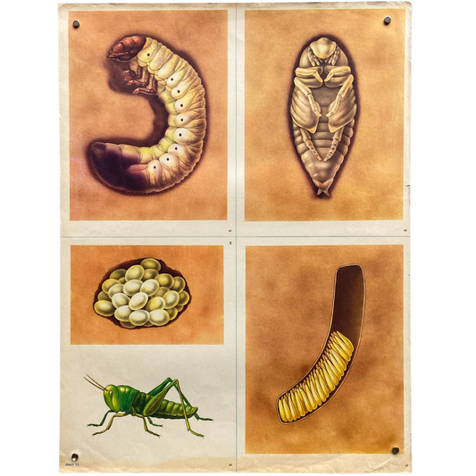 Vintage Soviet Insect Metamorphosis Poster #P1369 - 17" x 22"