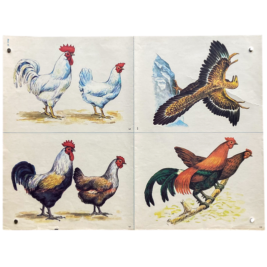 Vintage Soviet Fowl Educational Poster #P1374 - 17" x 22