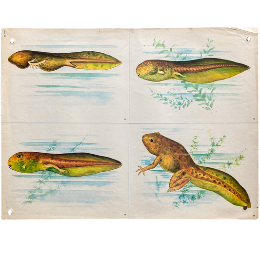 Vintage Soviet Tadpole Metamorphosis Poster #P1371 - 17" x 22"