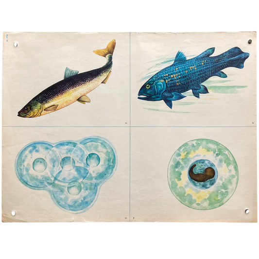 Vintage Soviet Fish Reproduction Poster #P1372 - 17" x 22"