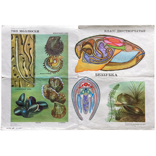 1987 Soviet Shellfish Educational Poster #P1376 - 24" x 35"