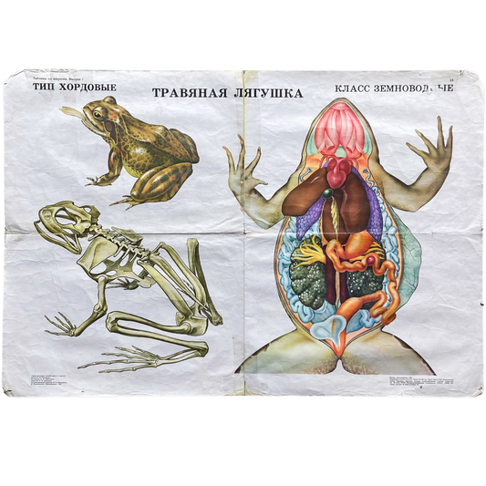 1987 Soviet Frog Anatomy Poster #P1377 - 24" x 35"