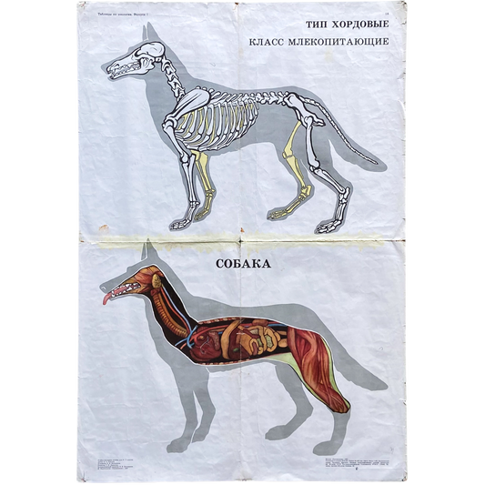 1987 Soviet Canine Anatomy Poster #P1378 - 24" x 35"