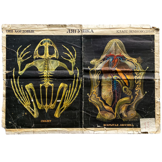 1971 Soviet Double-Sided Animal Anatomy Poster #P1380 - 23" x 33"