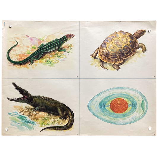 Vintage Soviet Oviparous Reptile Reproduction Poster #P1375 - 17" x 22"