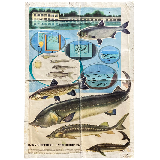 1971 Soviet Double-Sided Marine Life Poster #P1379 - 23" x 33"