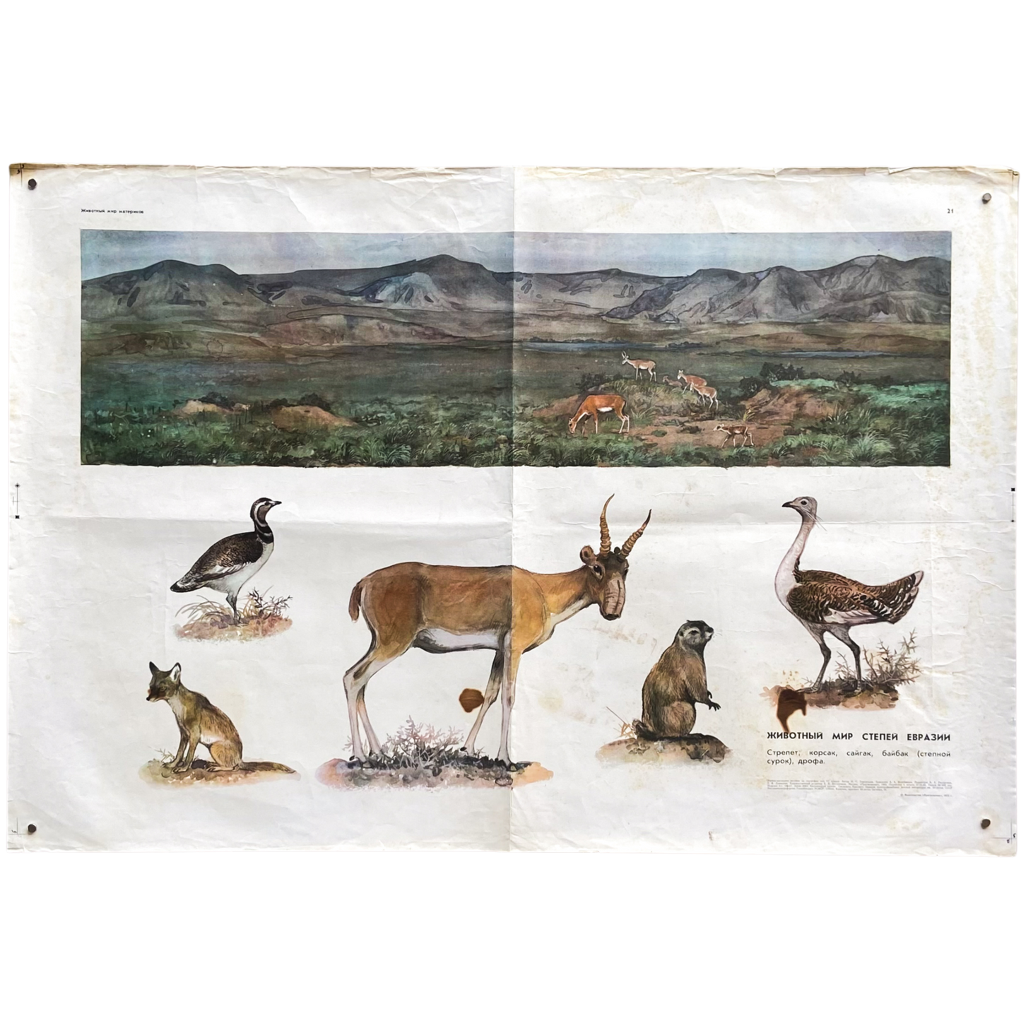 1973 Soviet Wildlife Education Poster #P1389 - 24" x 35"