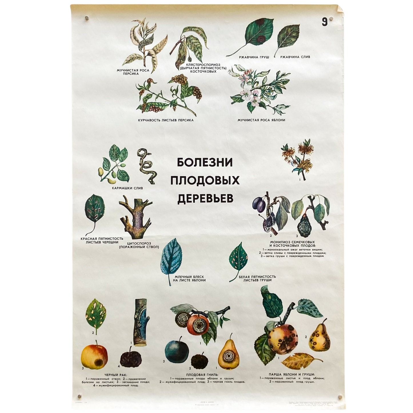 1977 Soviet Fruit Tree Disease Educational Poster #P1280 - 24" x 35"