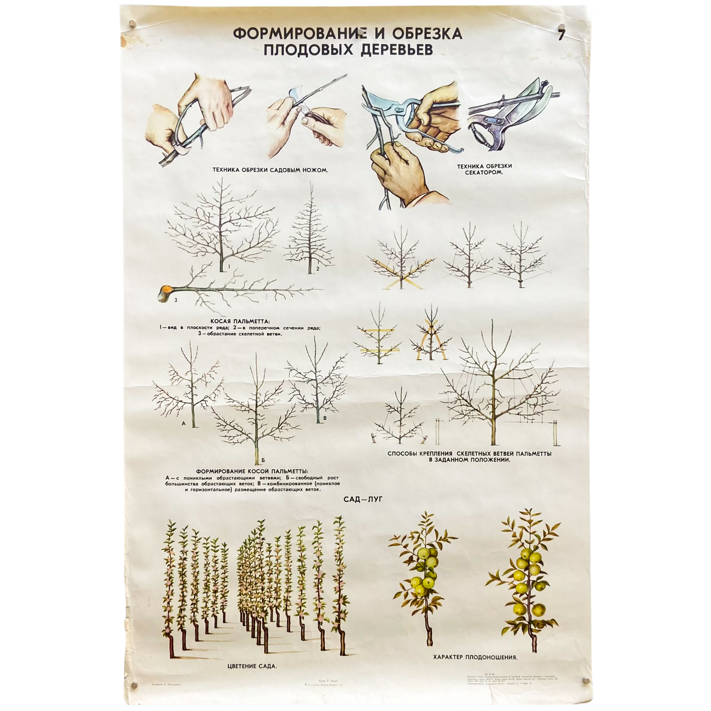 1977 Soviet Fruit Tree Educational Poster #P1664 - 24" x 35"