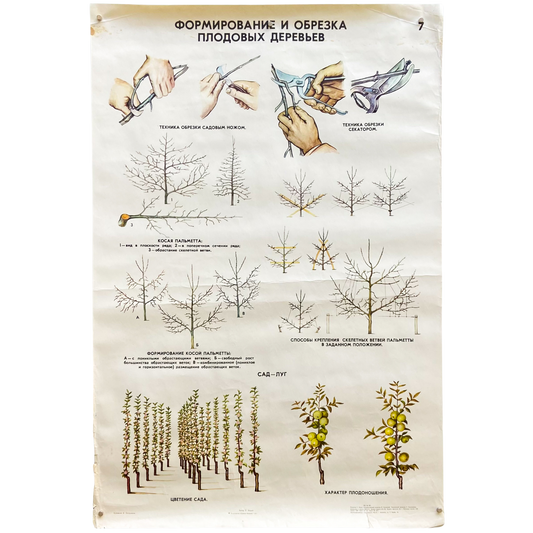 1977 Soviet Fruit Tree Educational Poster #P1664 - 24" x 35"