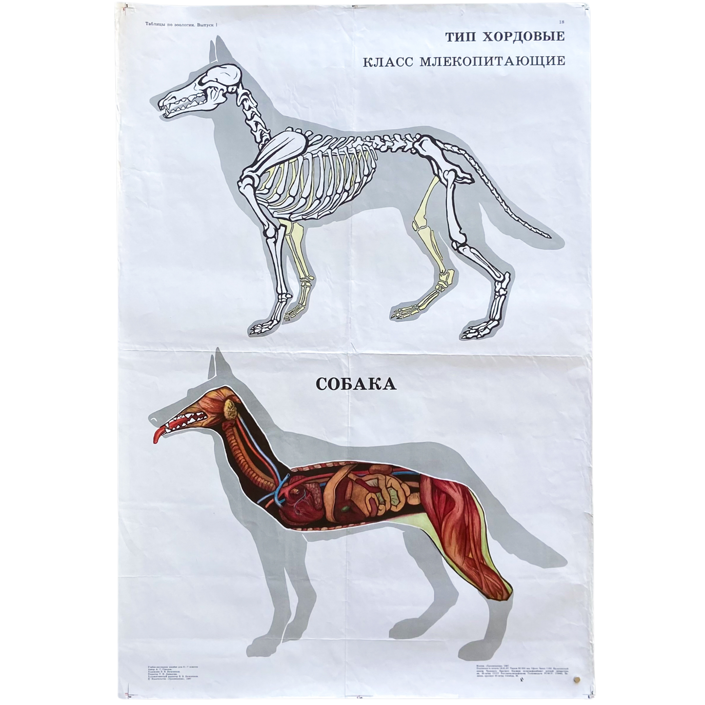 1987 Soviet Canine Anatomy Poster #P1378 - 24" x 35"