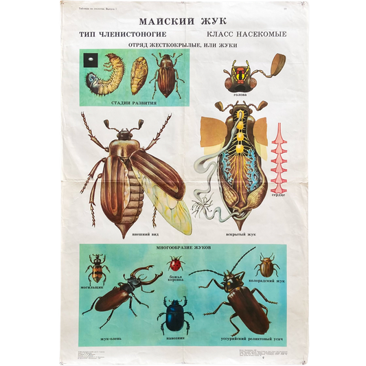 1987 Soviet Insect Education Poster #P1665 - 24" x 35"