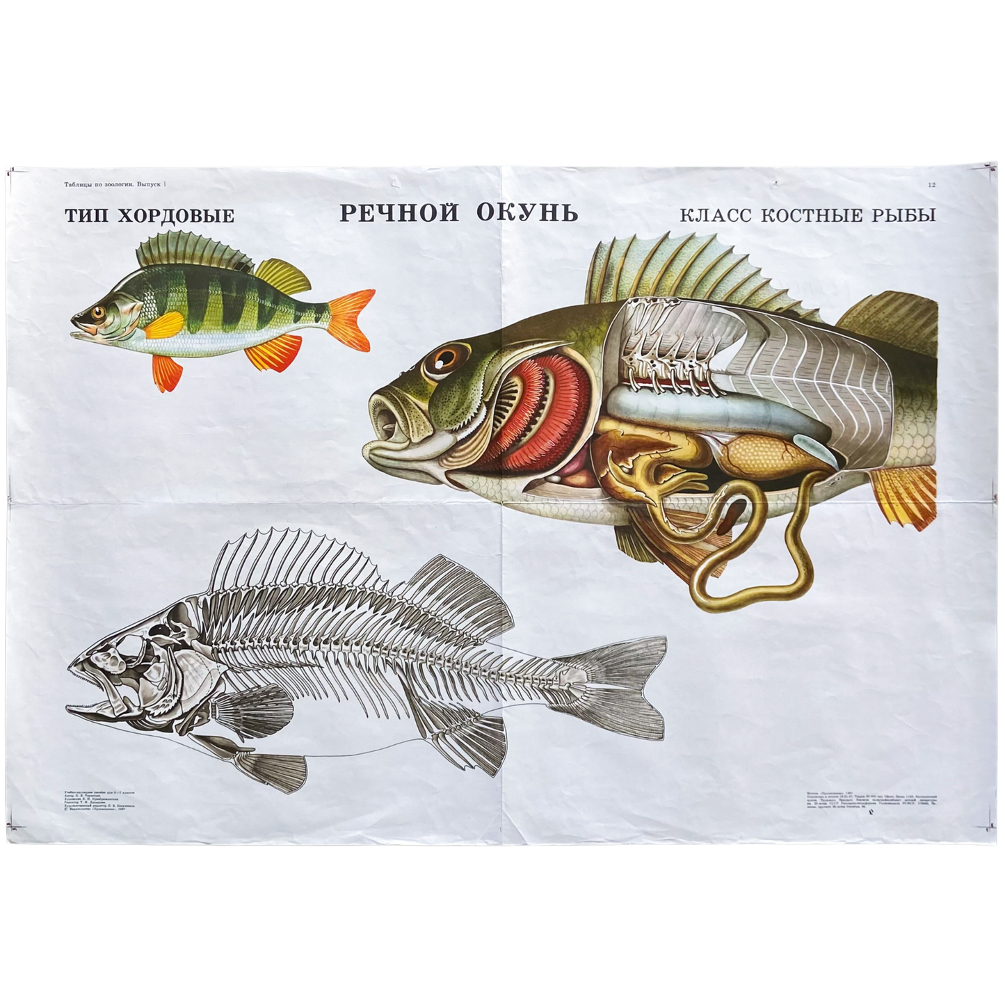 1987 Soviet River Perch Anatomy Poster #P1663 - 24" x 35"