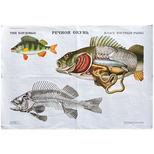 1987 Soviet River Perch Anatomy Poster #P1663 - 24" x 35"