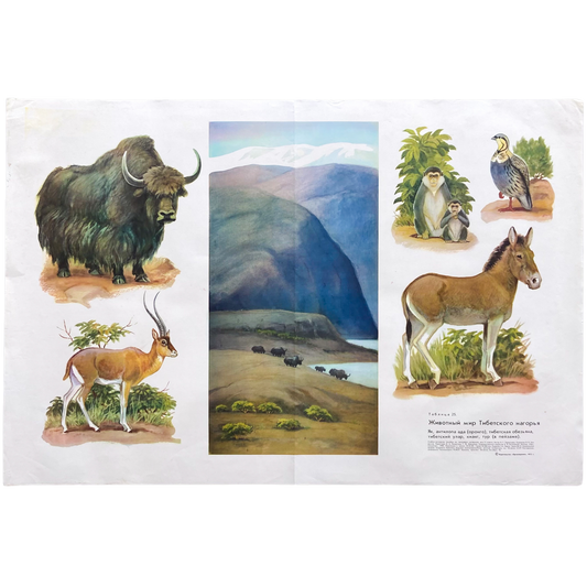 1973 Soviet Wildlife Education Poster #P1989 - 24" x 35"