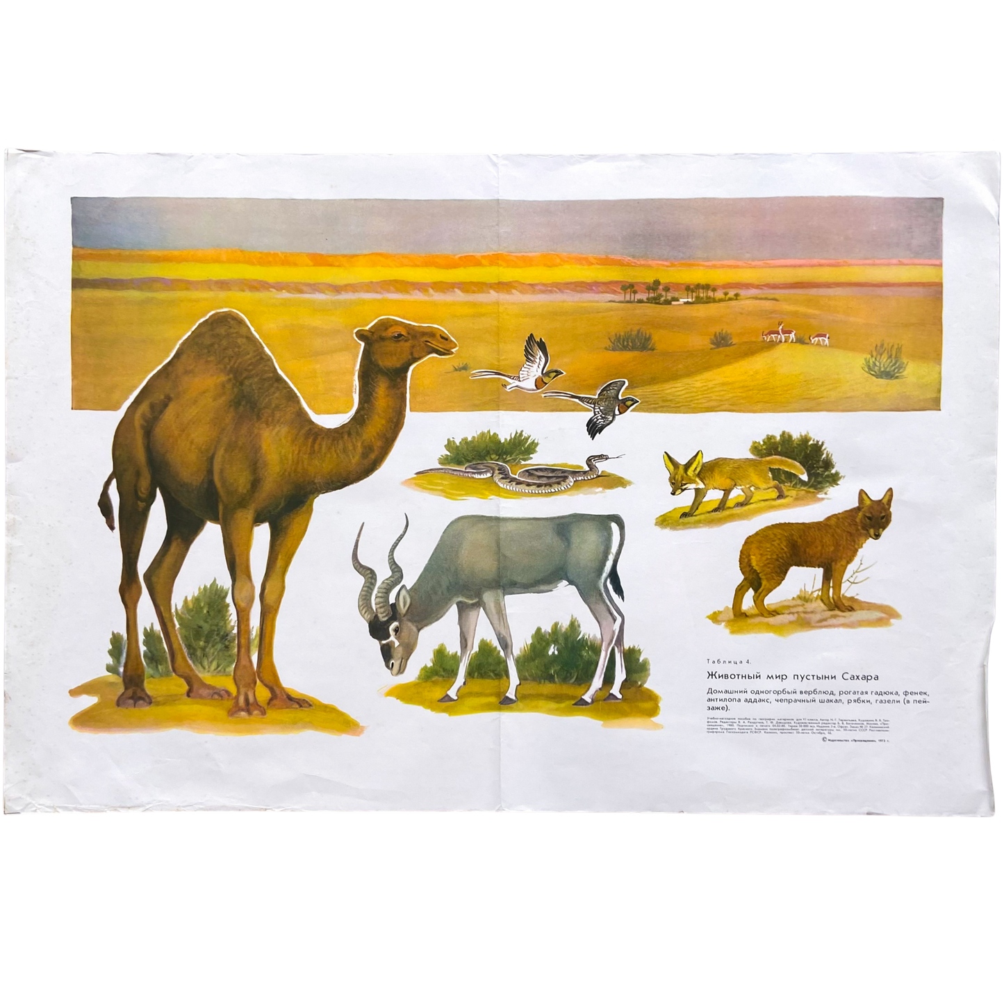 1973 Soviet Wildlife Education Poster #P1991 - 24" x 35"