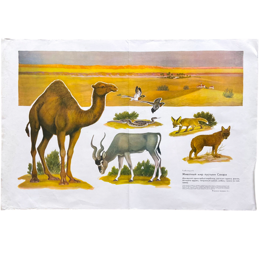 1973 Soviet Wildlife Education Poster #P1991 - 24" x 35"