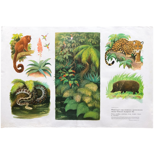 1973 Soviet Wildlife Education Poster #P1284 - 23" x 34"