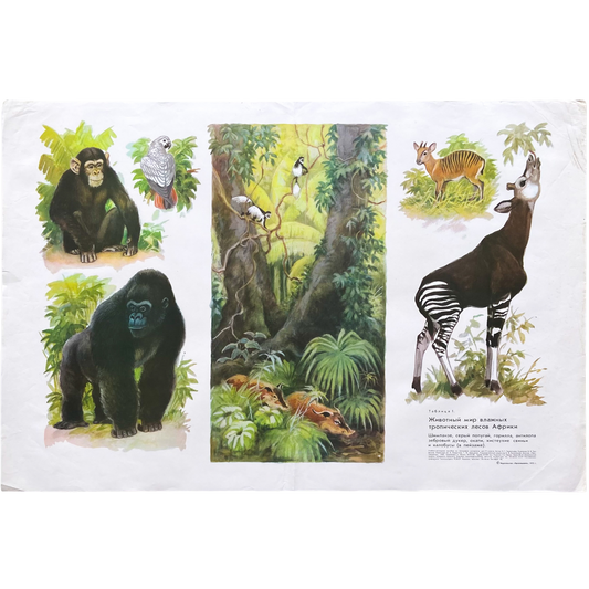 1973 Soviet Wildlife Education Poster #R1987 - 24" x 35"