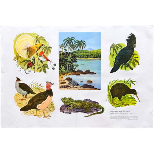 1973 Soviet Wildlife Education Poster #P1988 - 24" x 35"