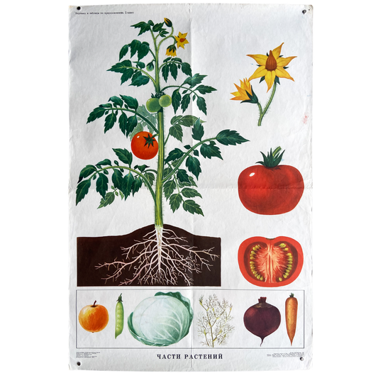 1978 Soviet Plant Anatomy Poster #P1210 - 23" x 35"