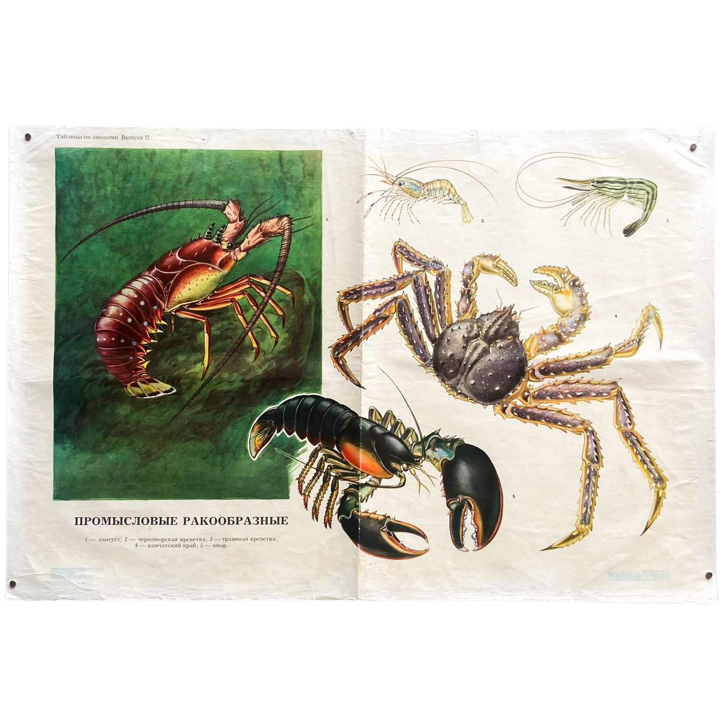 1975 Soviet Zoology Education Poster #P1397 - 23" x 34"